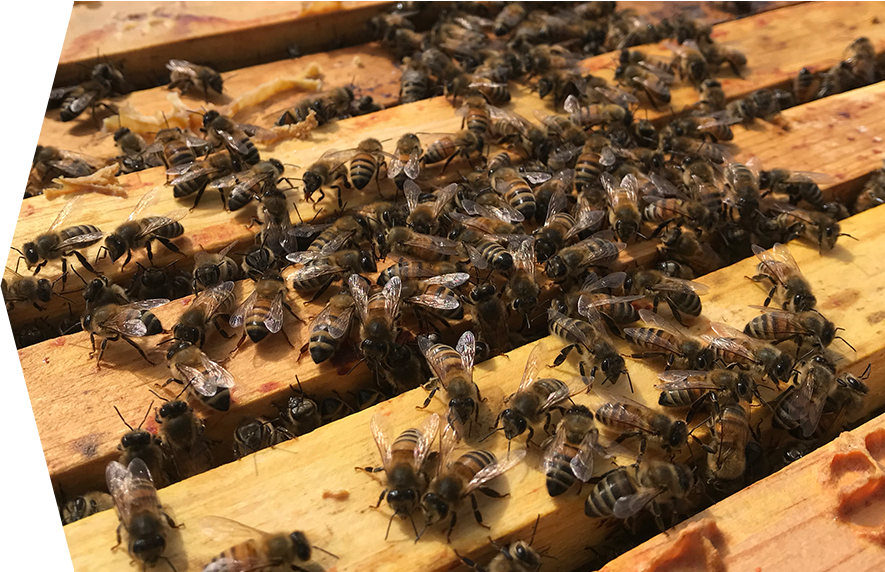honey-bees